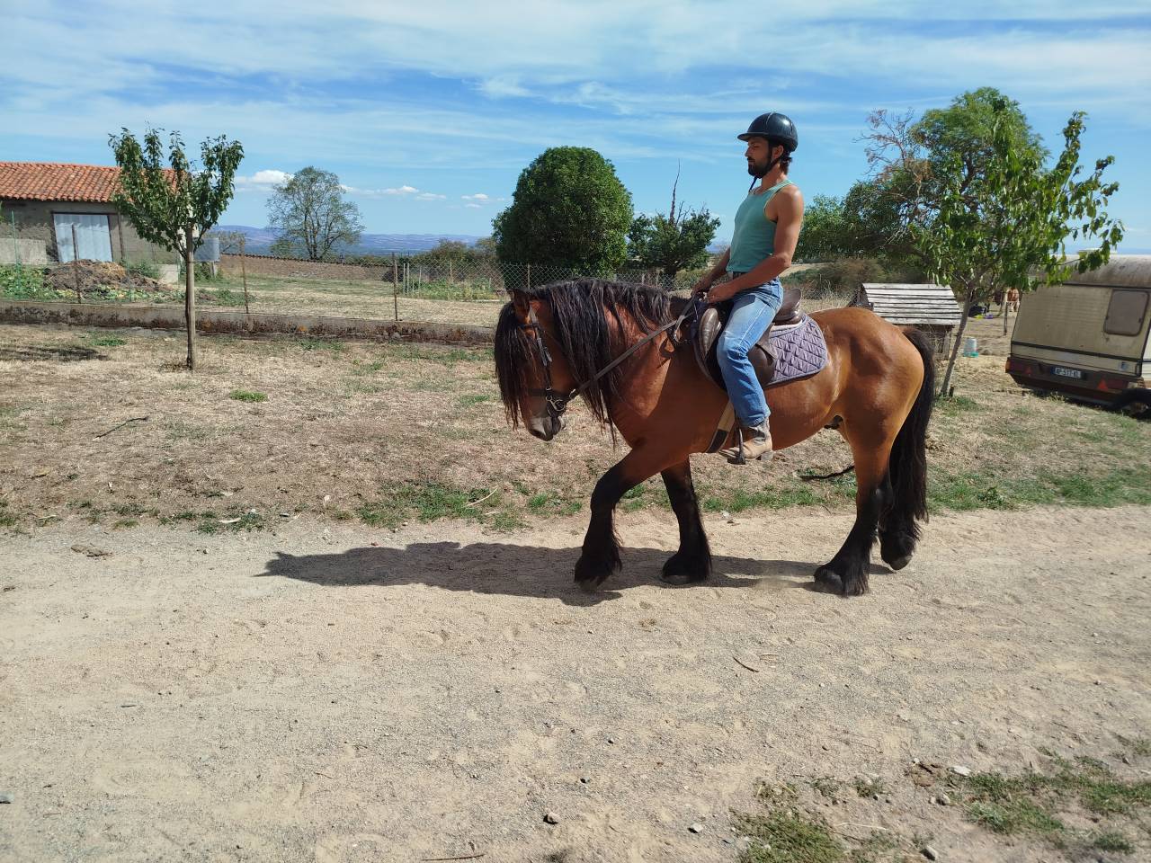 Gelding Comtois For sale 2022 Bay