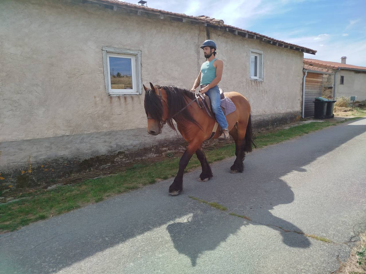 Gelding Comtois For sale 2022 Bay