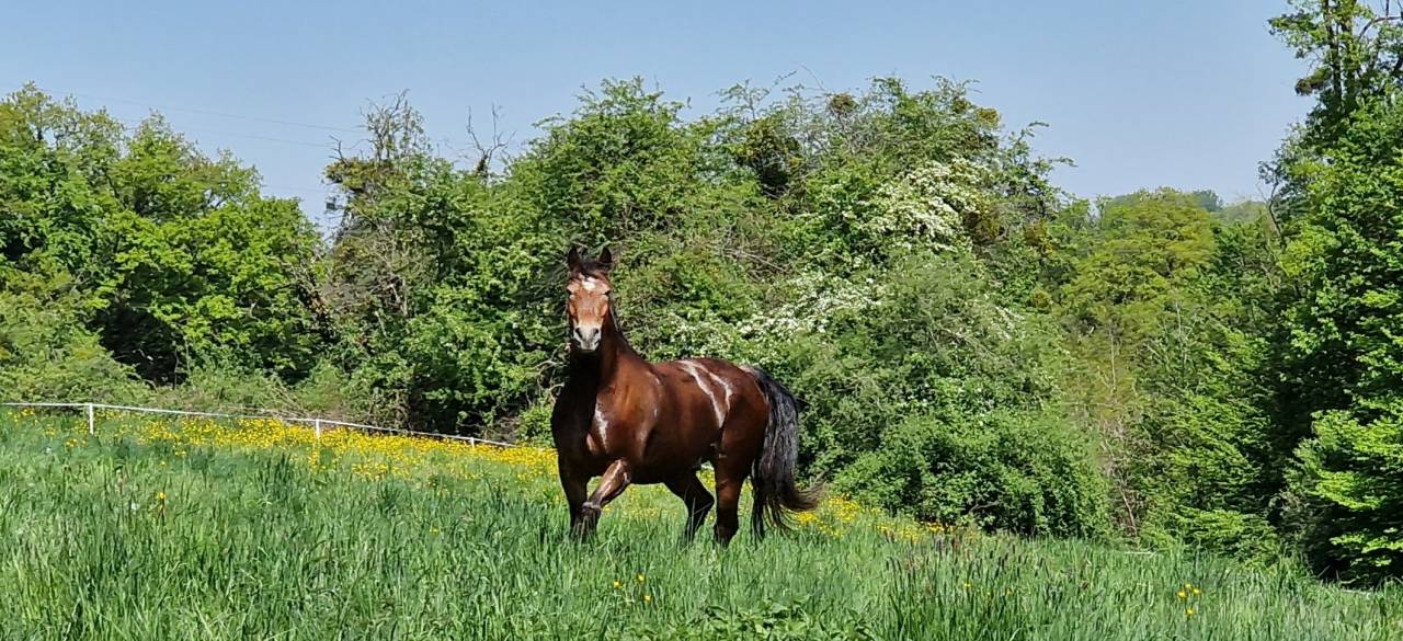 Gelding Franche-Montagne For sale 2017 Bay
