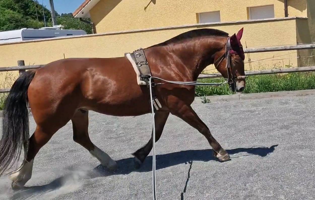 Gelding Franche-Montagne For sale 2017 Bay