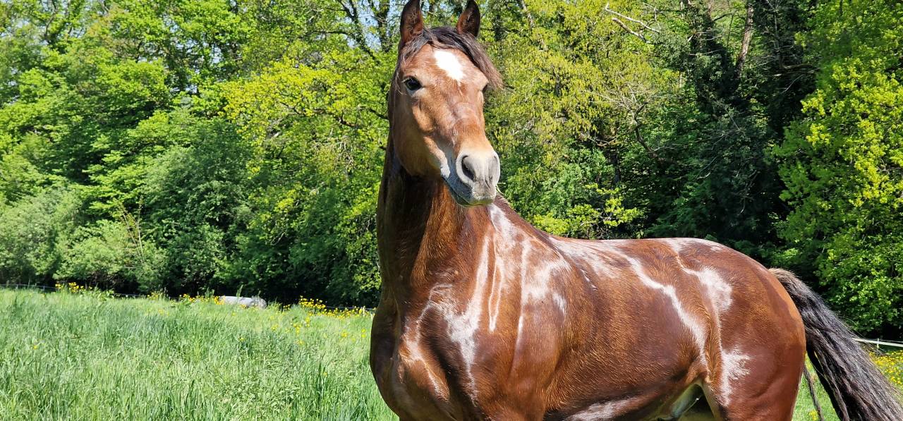 Gelding Franche-Montagne For sale 2017 Bay