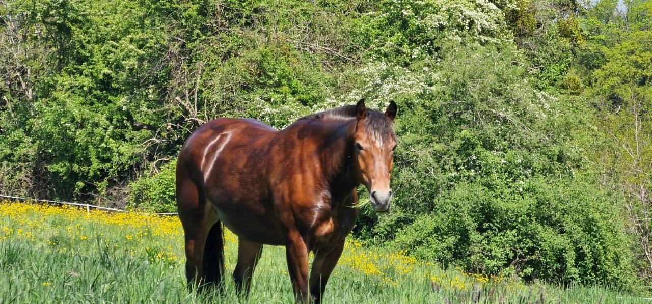 Gelding Franche-Montagne For sale 2017 Bay