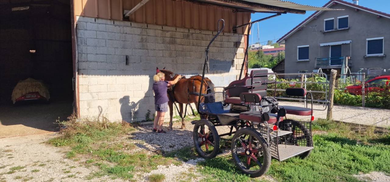 Gelding Franche-Montagne For sale 2017 Bay