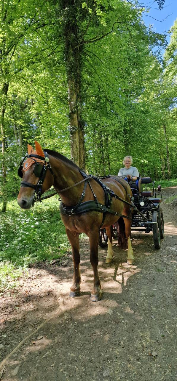 Gelding Franche-Montagne For sale 2017 Bay