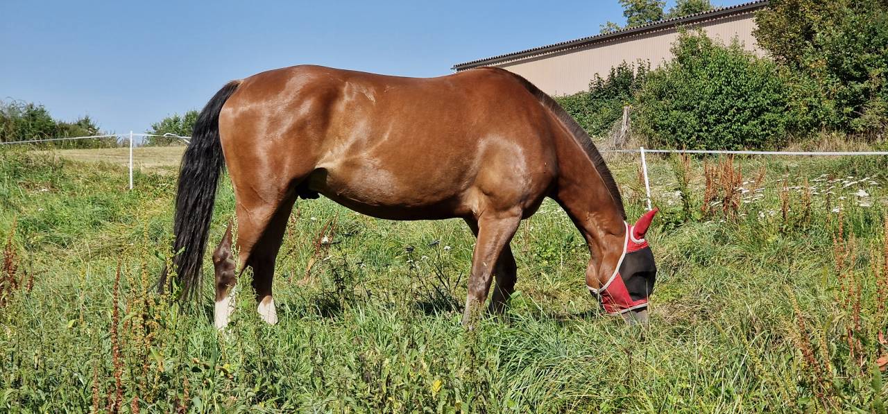 Gelding Franche-Montagne For sale 2017 Bay