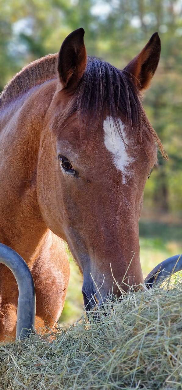 Gelding Franche-Montagne For sale 2017 Bay