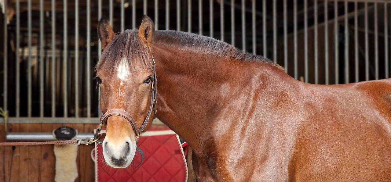 Gelding Franche-Montagne For sale 2017 Bay