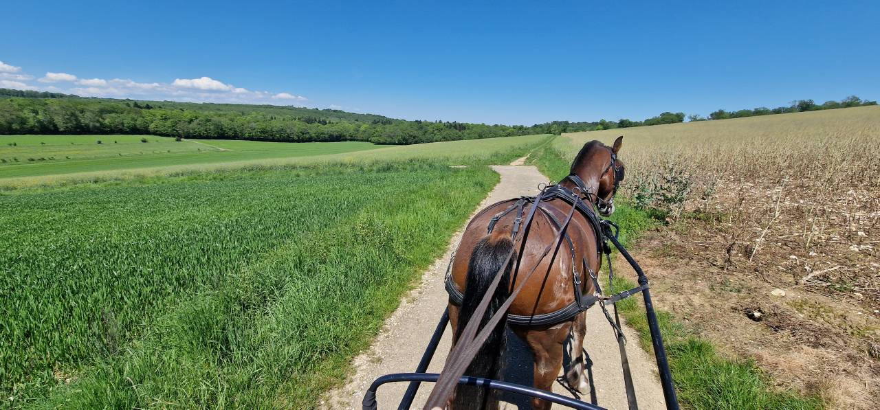 Gelding Franche-Montagne For sale 2017 Bay