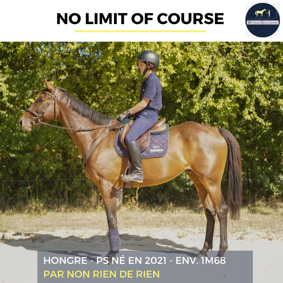 Gelding Thoroughbred For sale 2021 Bay
