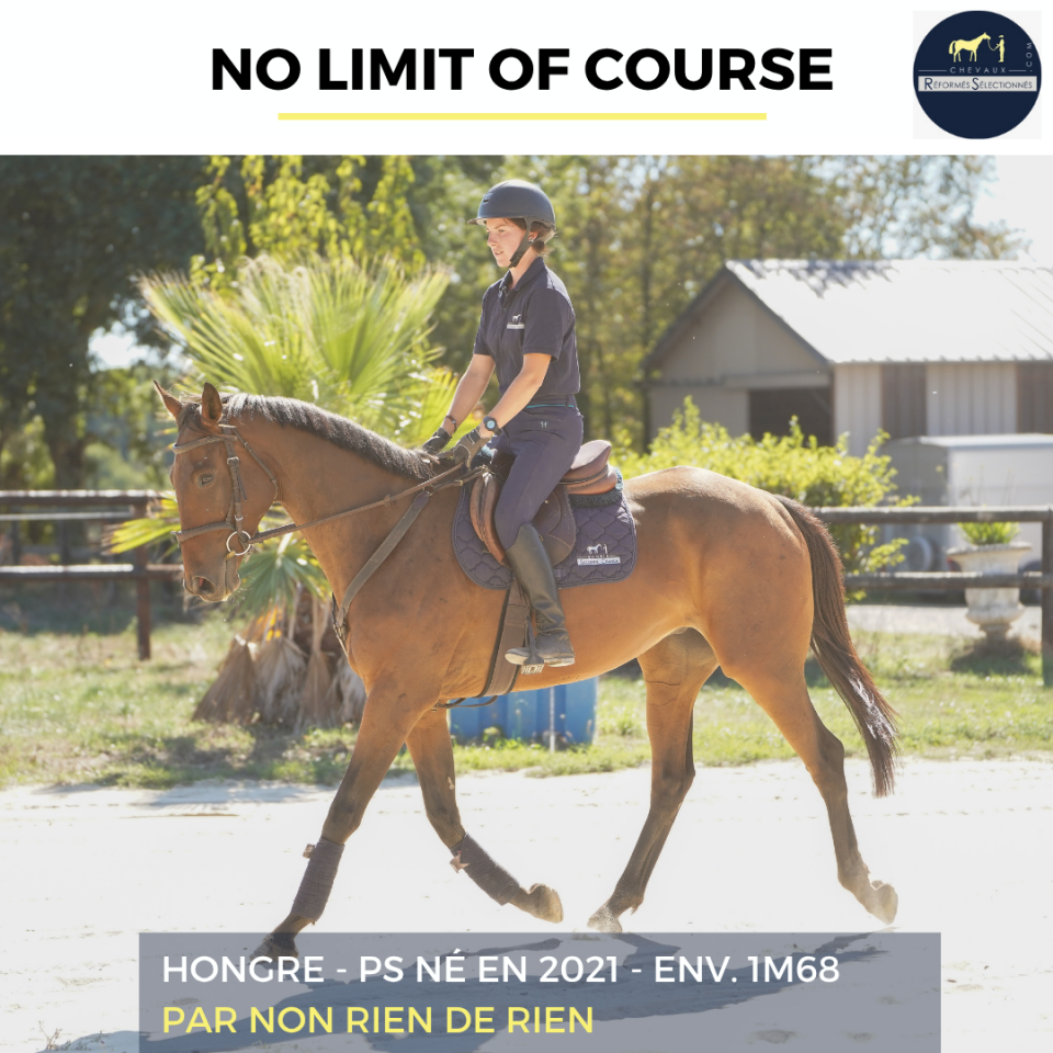 Gelding Thoroughbred For sale 2021 Bay