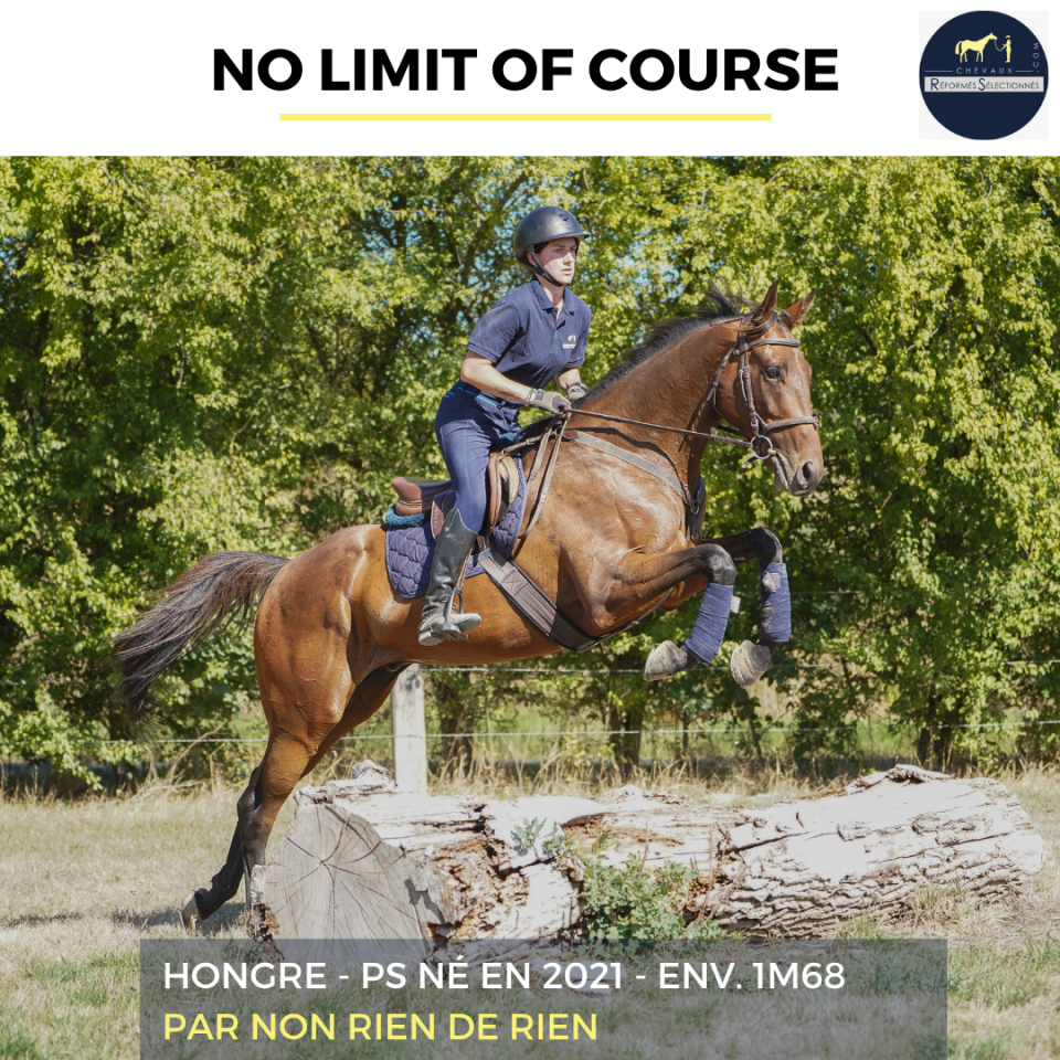 Gelding Thoroughbred For sale 2021 Bay