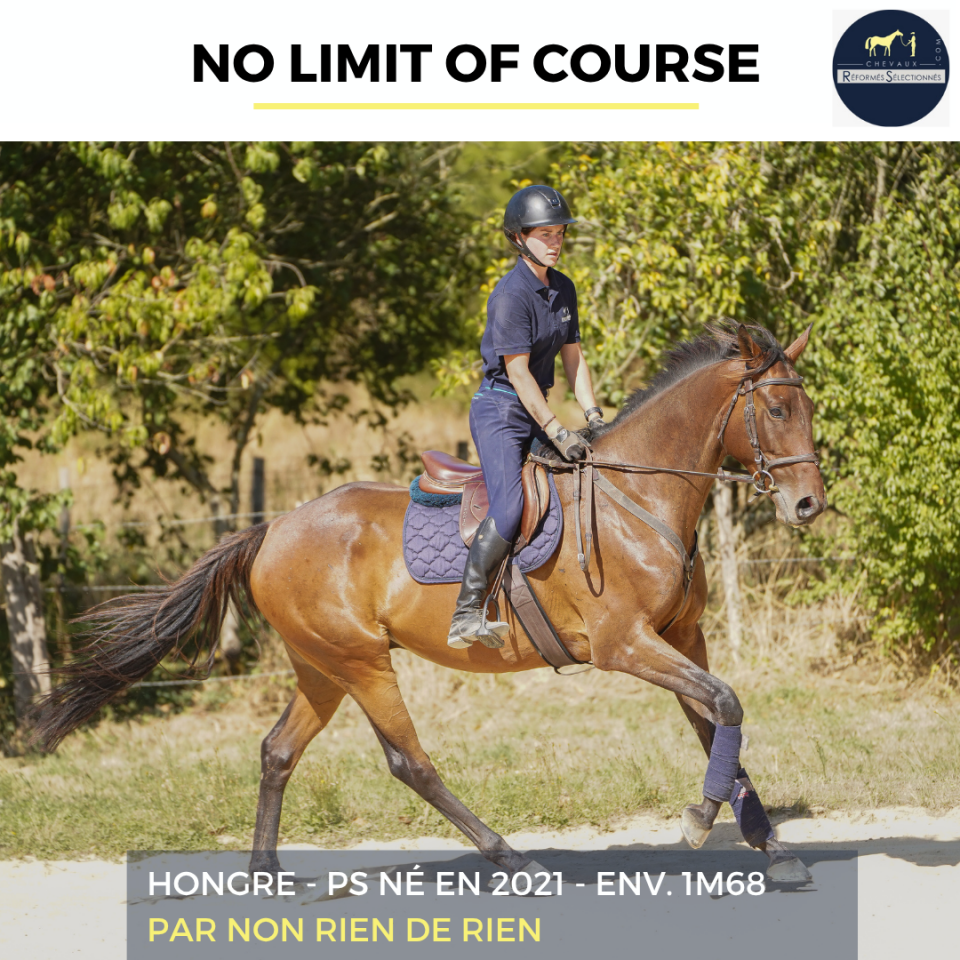 Gelding Thoroughbred For sale 2021 Bay