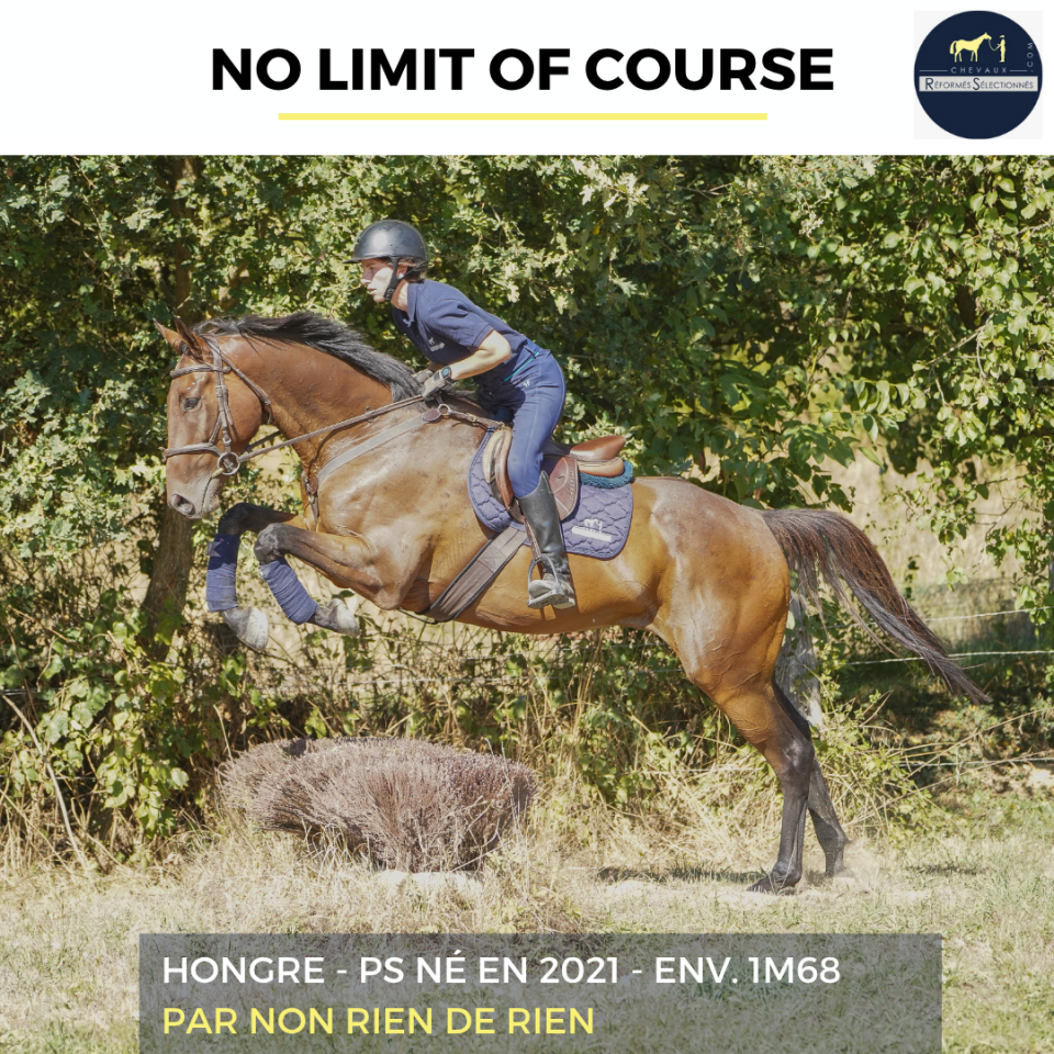 Gelding Thoroughbred For sale 2021 Bay