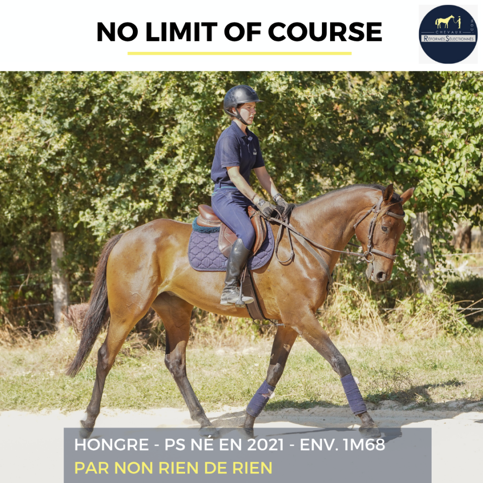 Gelding Thoroughbred For sale 2021 Bay