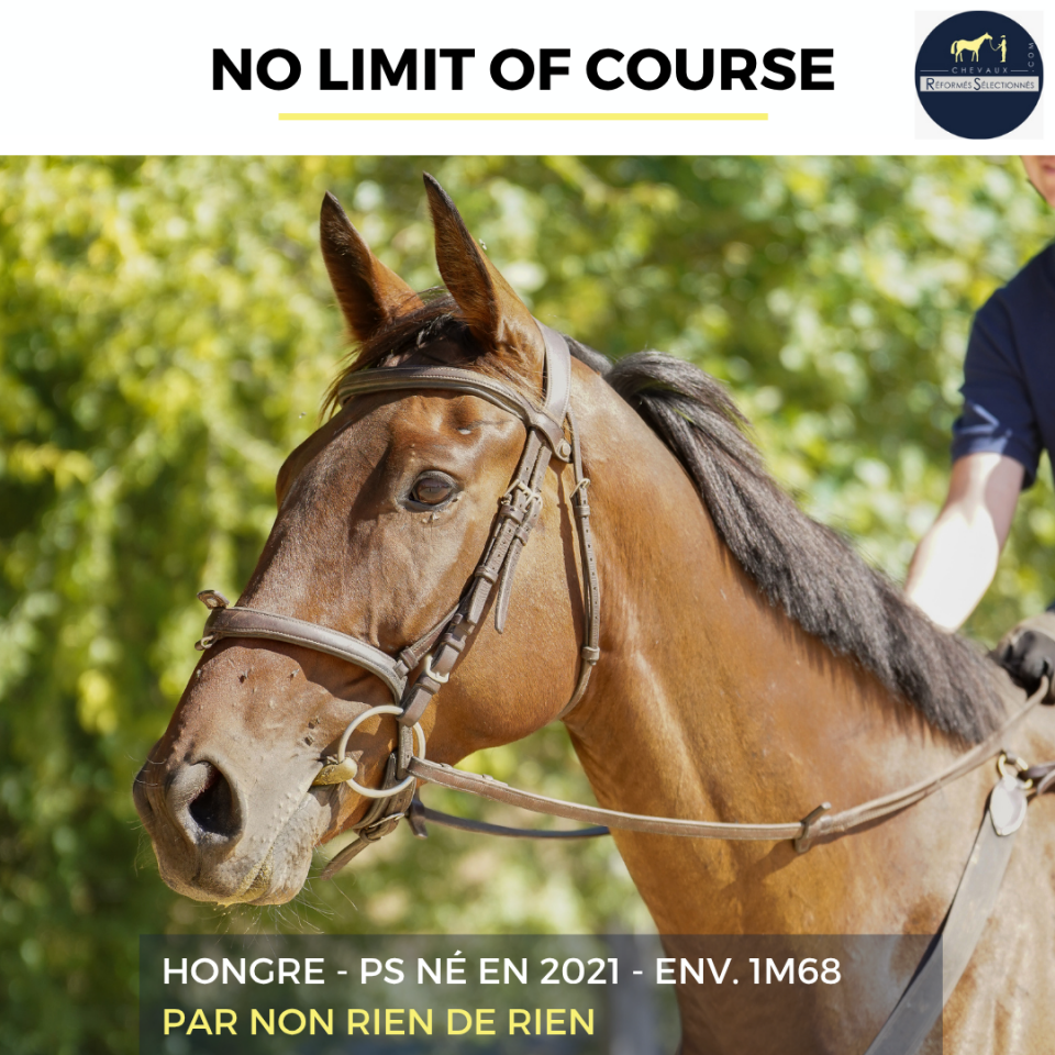 Gelding Thoroughbred For sale 2021 Bay
