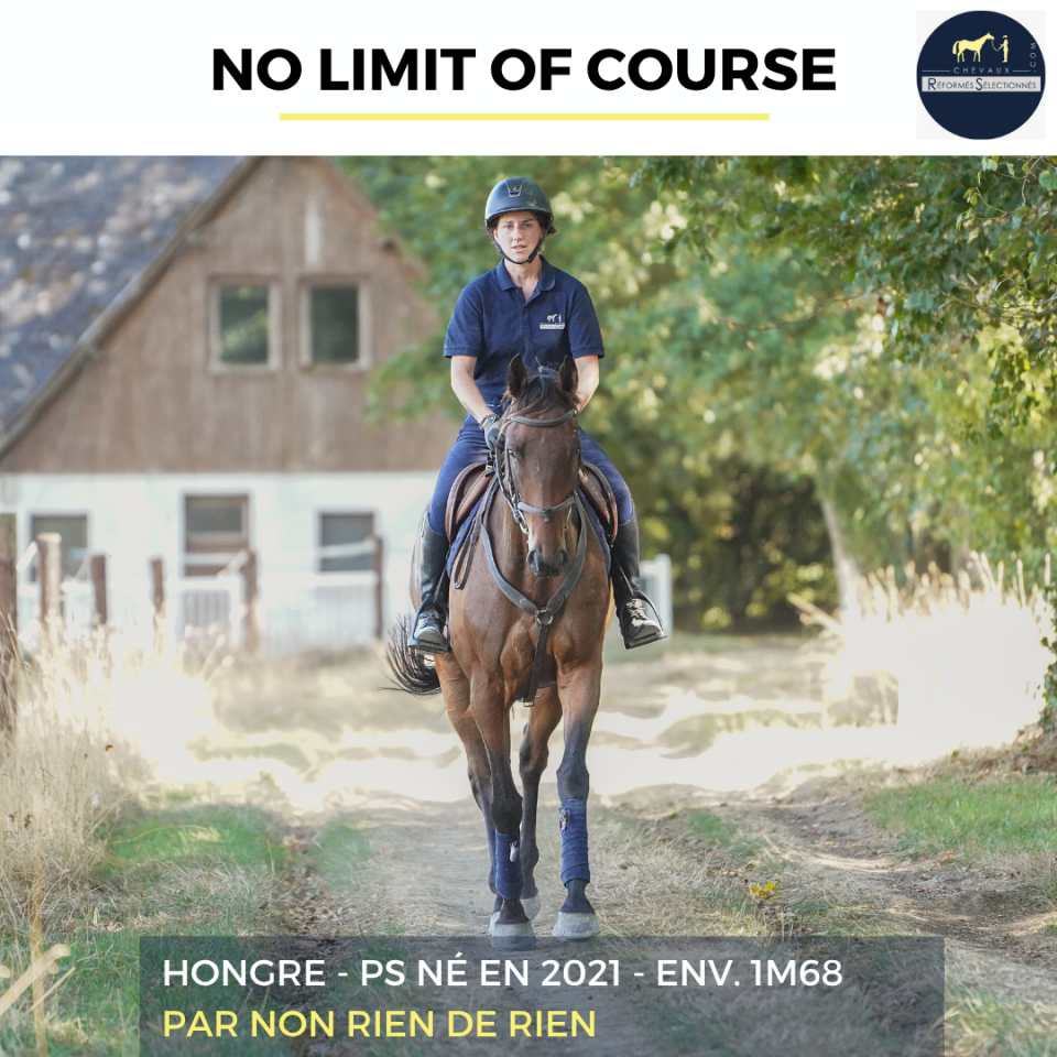 Gelding Thoroughbred For sale 2021 Bay