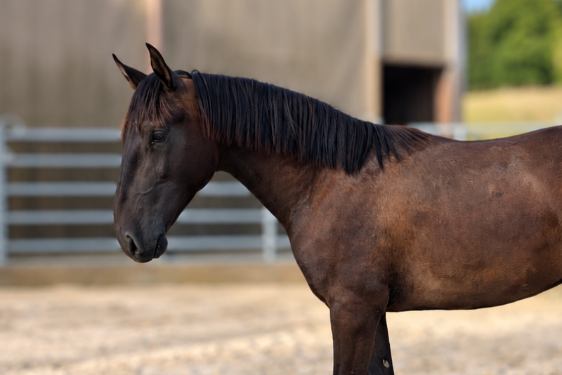 Colt PRE Pure Spanish Bred For sale 2025 Black