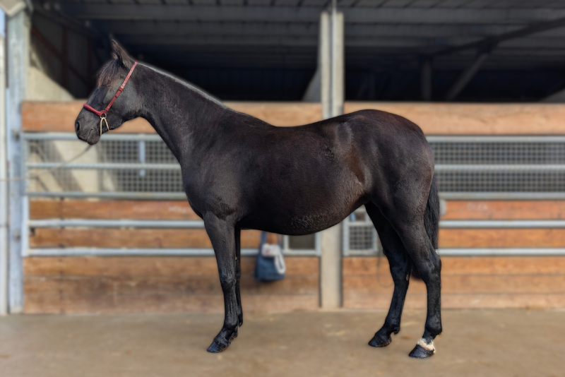 Mare PRE Pure Spanish Bred For sale 2022 Black