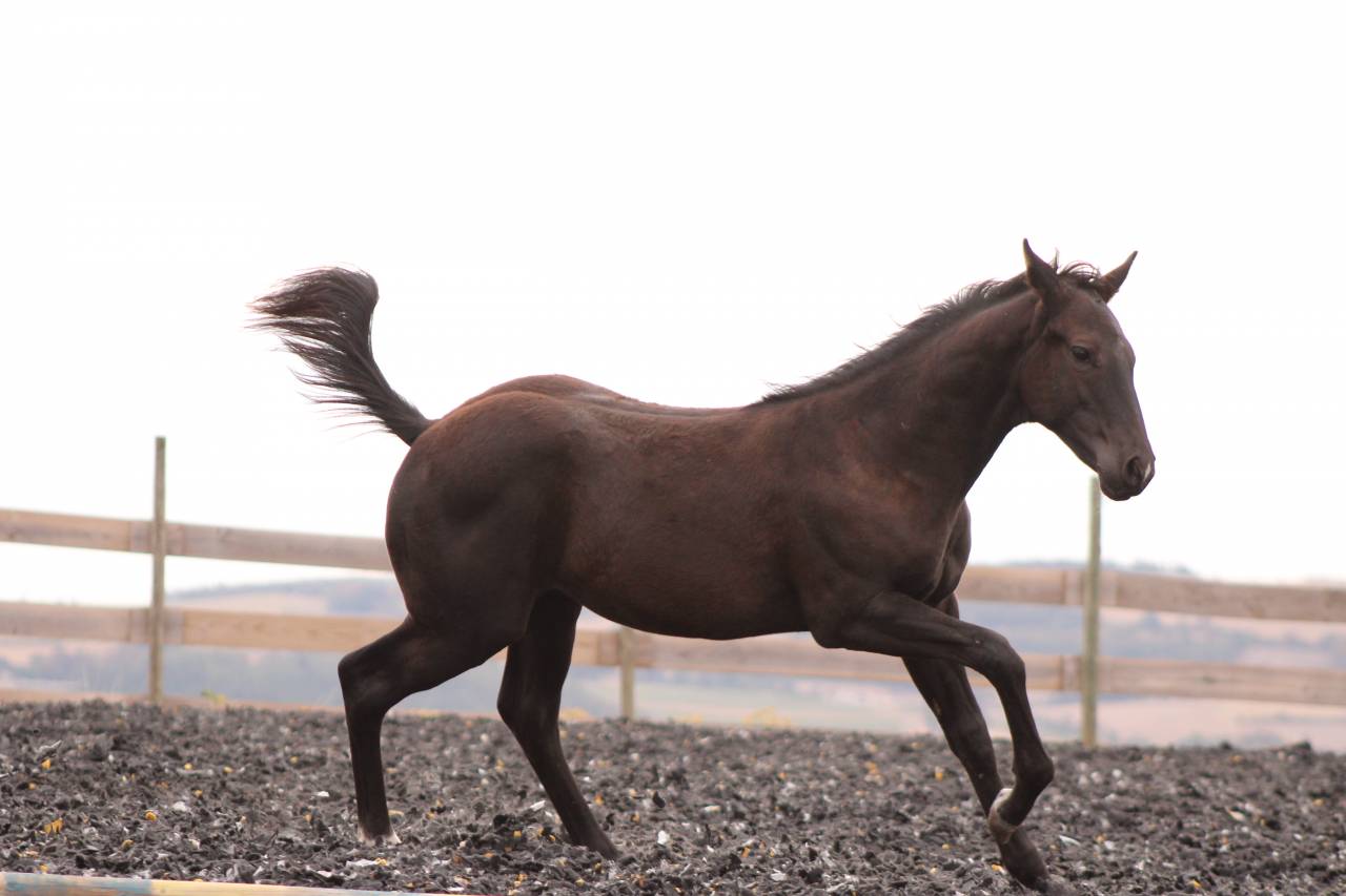 Colt Paint For sale 2026 Black