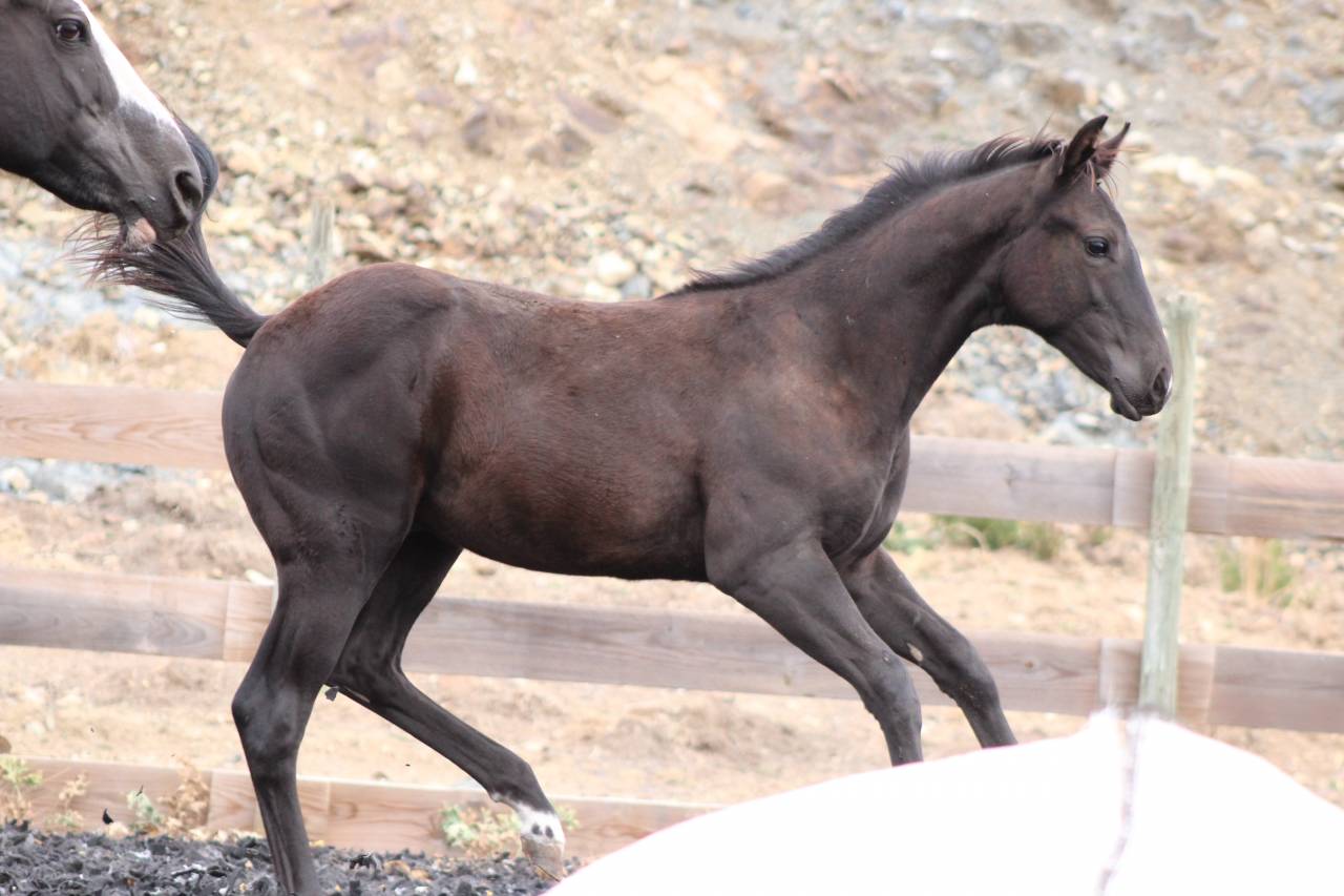 Colt Paint For sale 2026 Black