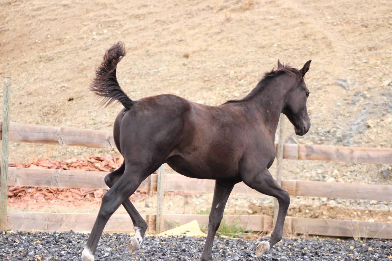 Colt Paint For sale 2026 Black