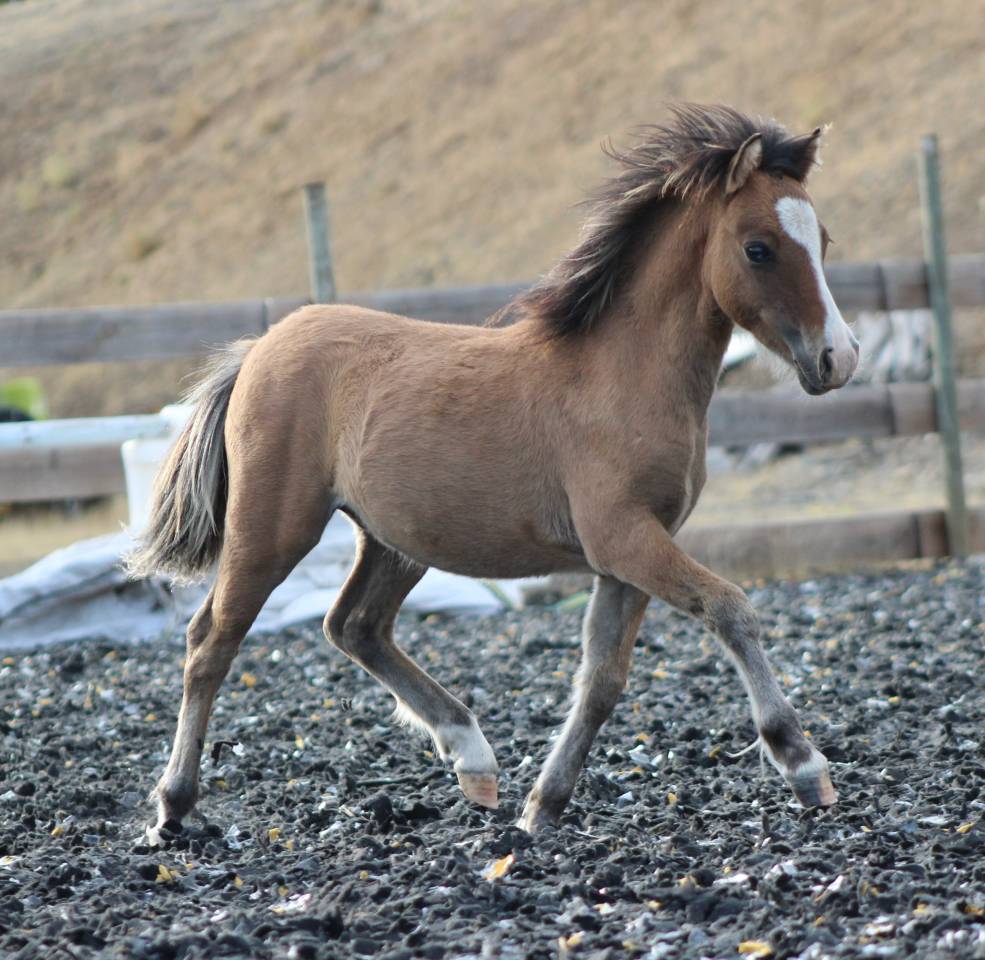 Colt Welsh Cob For sale 2026 Buckskin