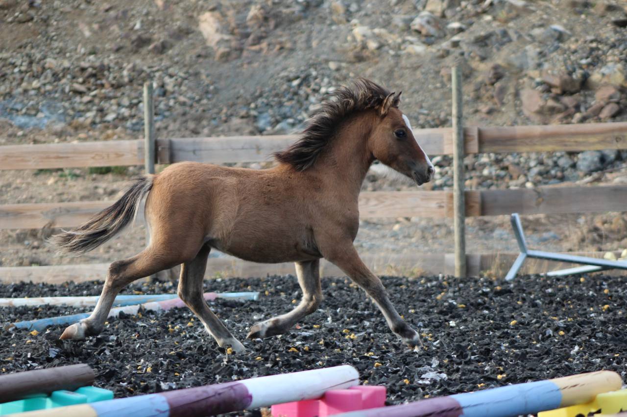 Colt Welsh Cob For sale 2026 Buckskin