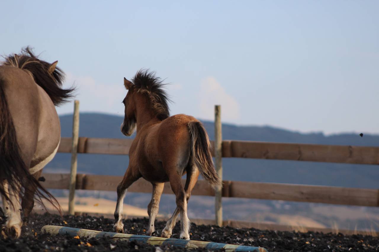 Colt Welsh Cob For sale 2026 Buckskin