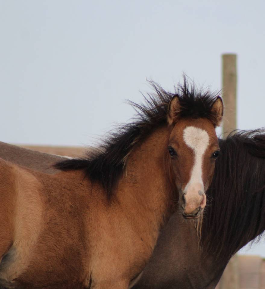 Colt Welsh Cob For sale 2026 Buckskin