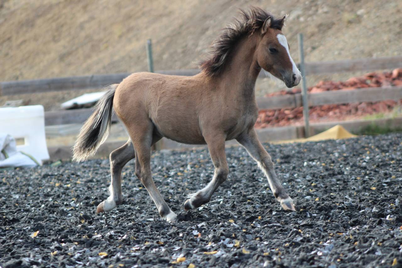 Colt Welsh Cob For sale 2026 Buckskin