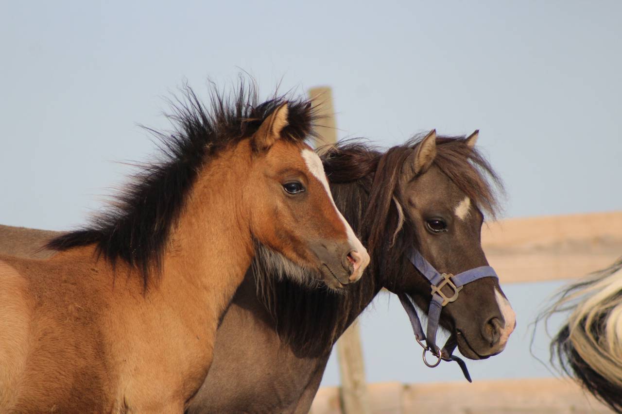 Colt Welsh Cob For sale 2026 Buckskin