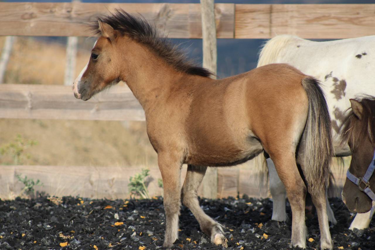 Colt Welsh Cob For sale 2026 Buckskin