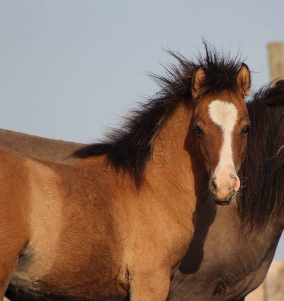 Colt Welsh Cob For sale 2026 Buckskin