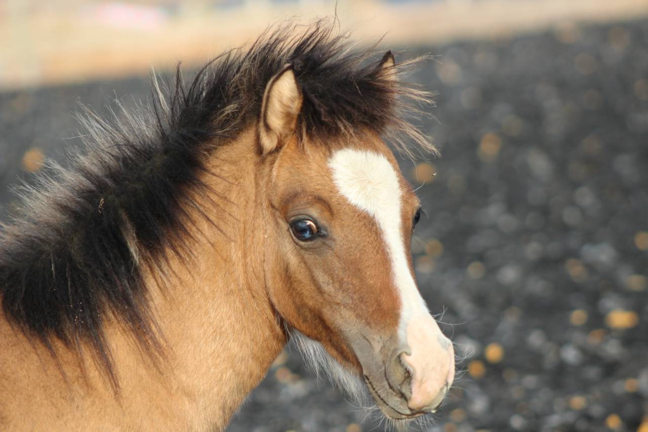 Colt Welsh Cob For sale 2026 Buckskin