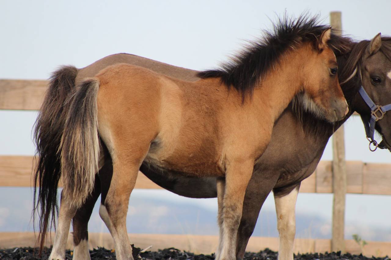 Colt Welsh Cob For sale 2026 Buckskin