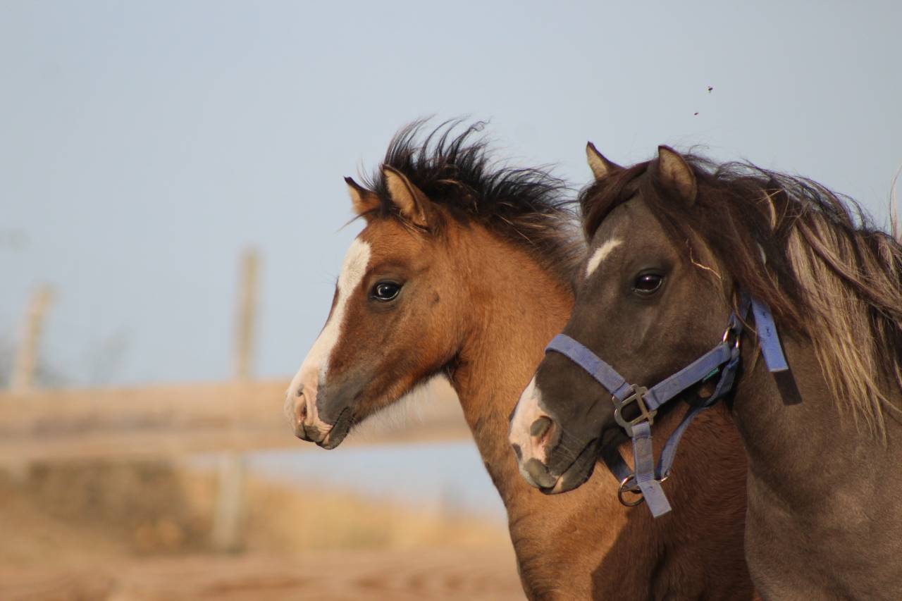 Colt Welsh Cob For sale 2026 Buckskin