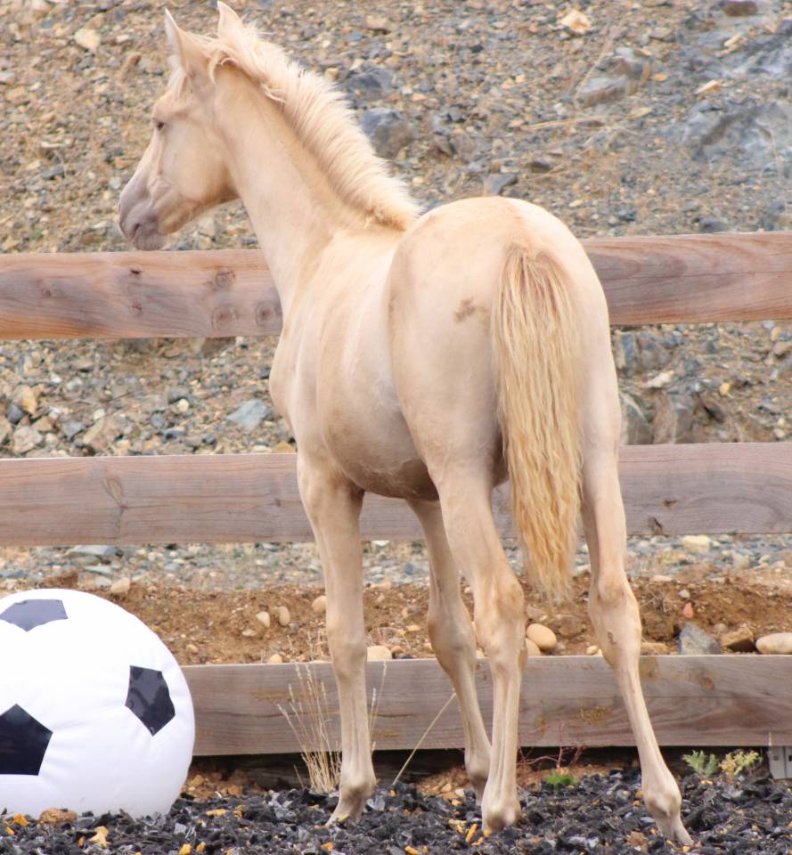 Filly PRE Pure Spanish Bred For sale 2026 Pearl