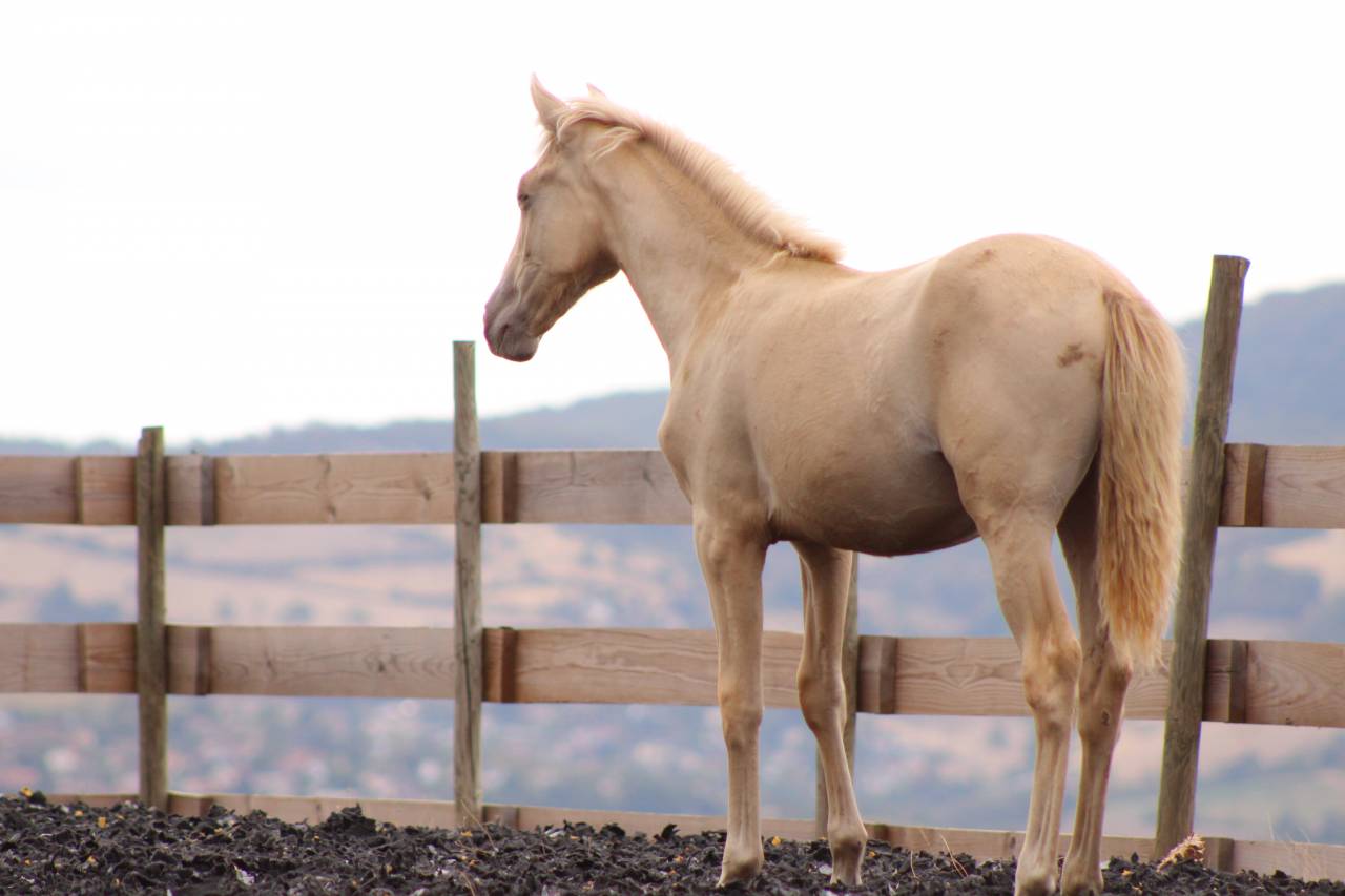 Filly PRE Pure Spanish Bred For sale 2026 Pearl