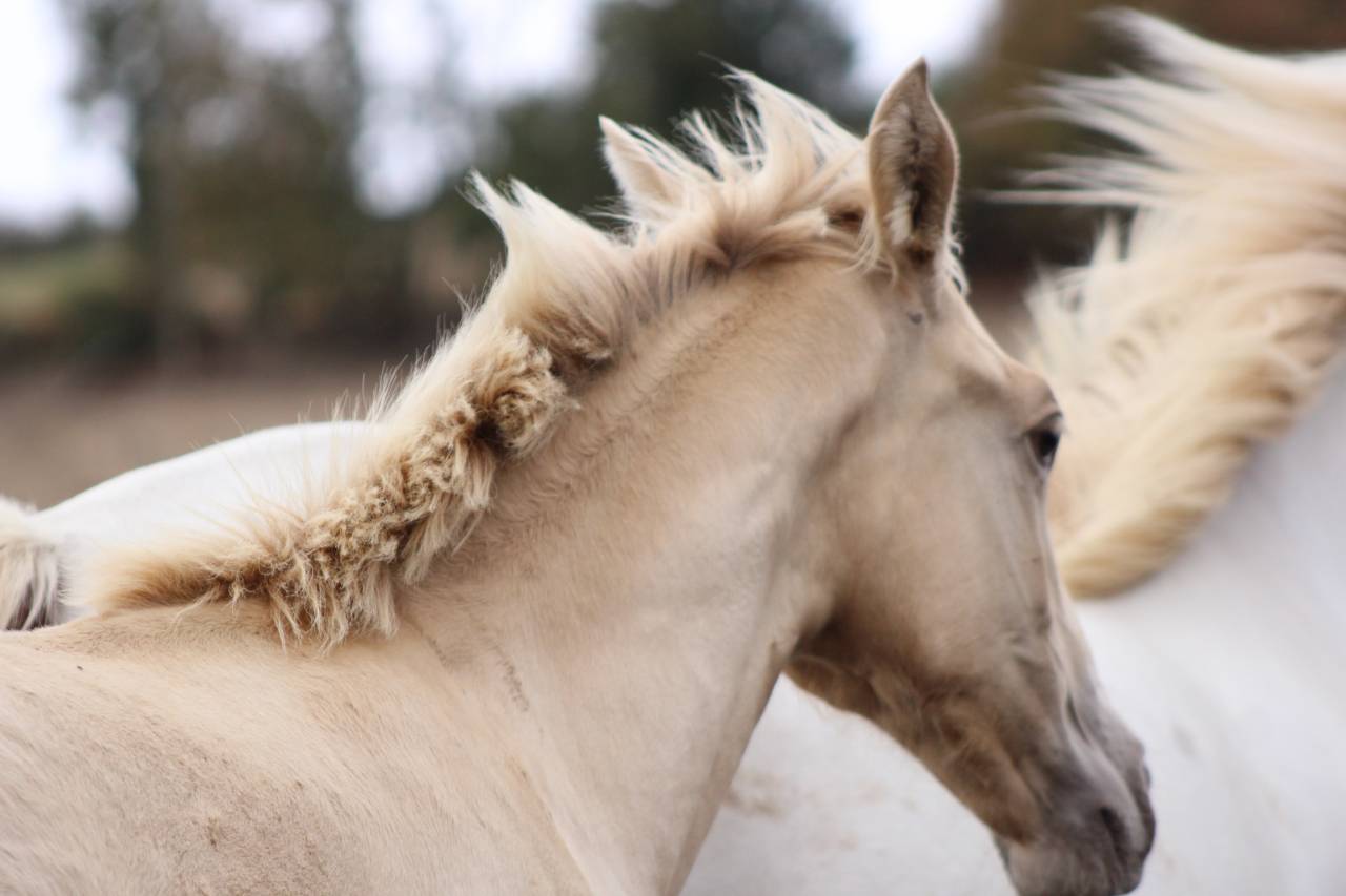 Filly PRE Pure Spanish Bred For sale 2026 Pearl