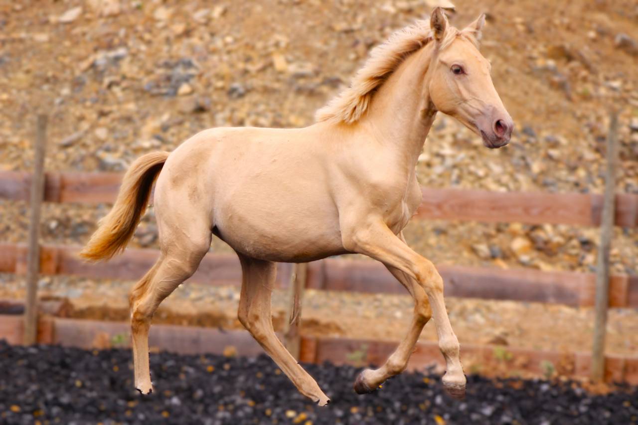 Filly PRE Pure Spanish Bred For sale 2026 Pearl