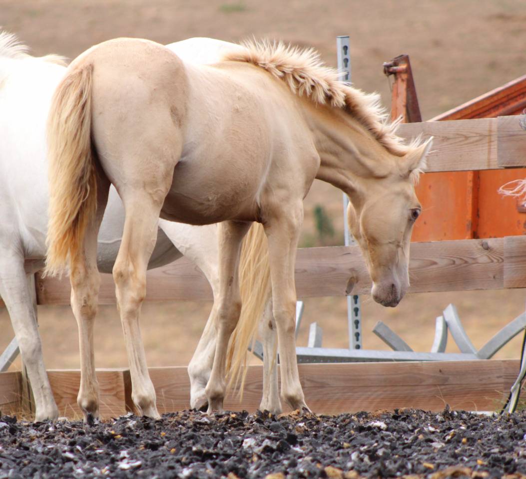 Filly PRE Pure Spanish Bred For sale 2026 Pearl