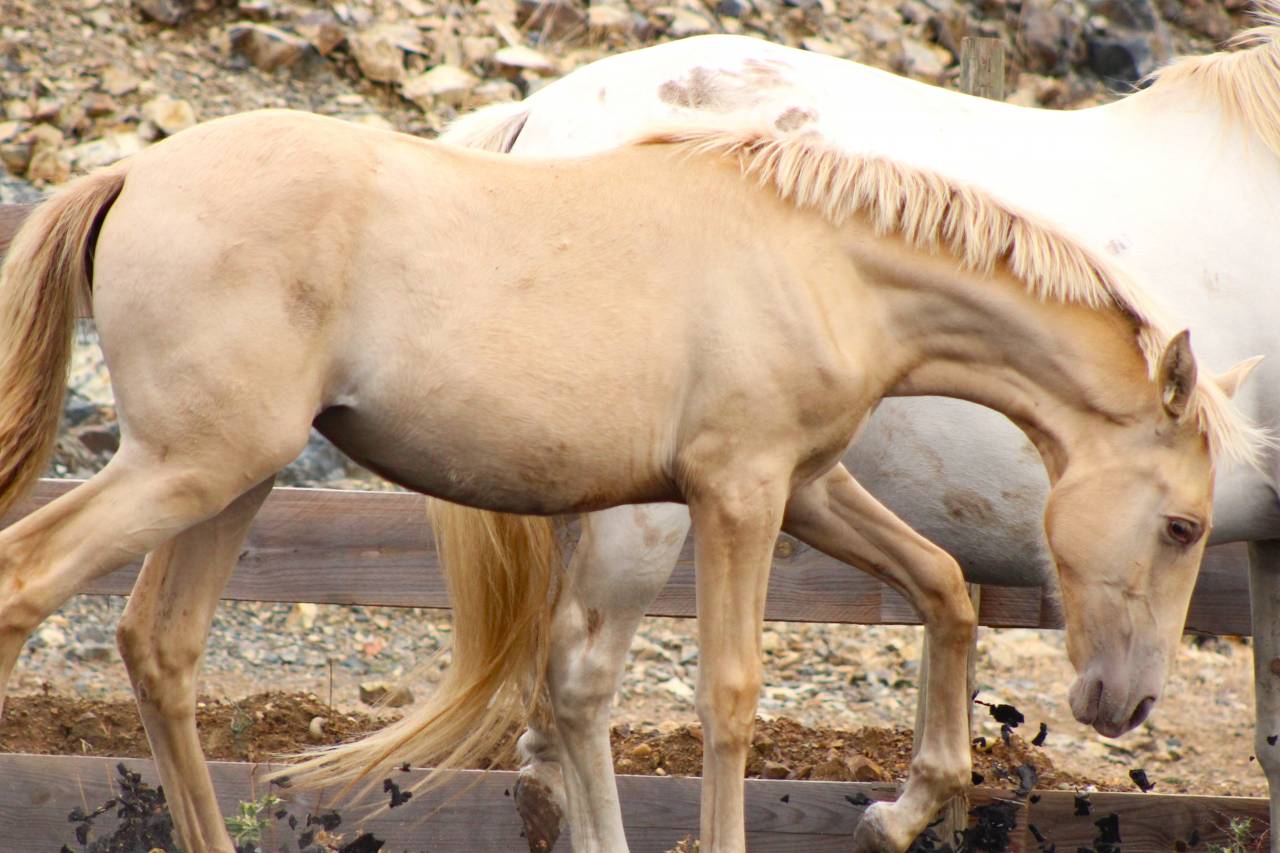 Filly PRE Pure Spanish Bred For sale 2026 Pearl