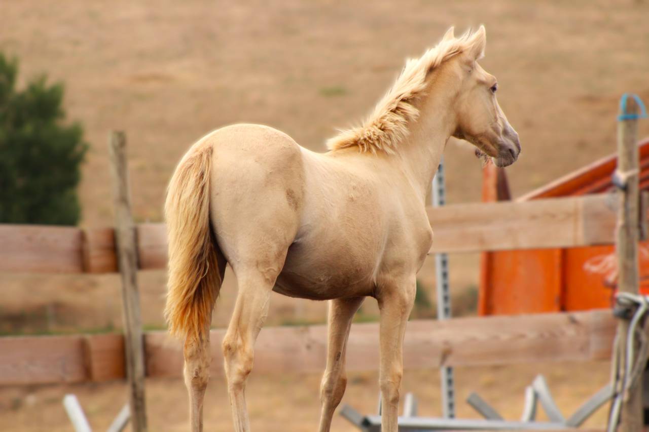 Filly PRE Pure Spanish Bred For sale 2026 Pearl