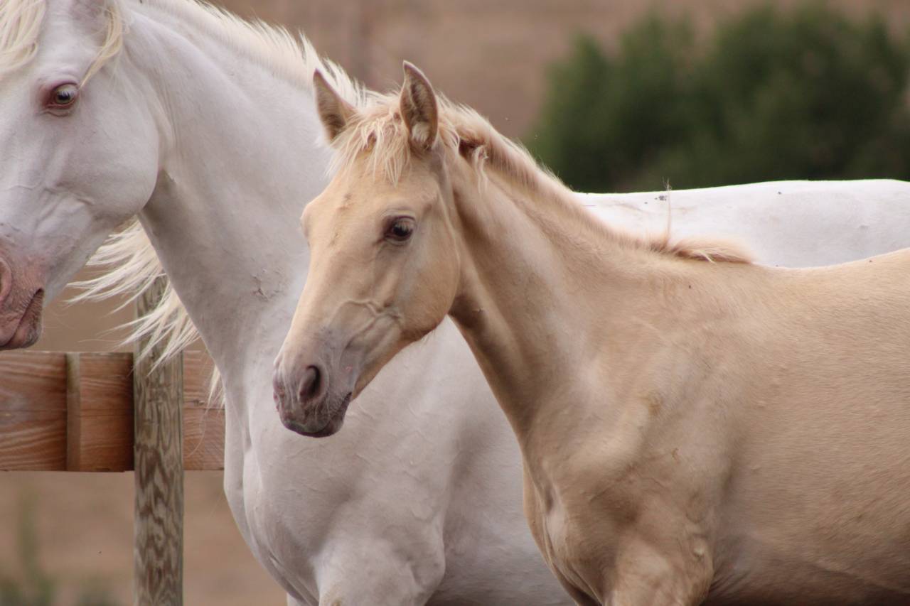 Filly PRE Pure Spanish Bred For sale 2026 Pearl