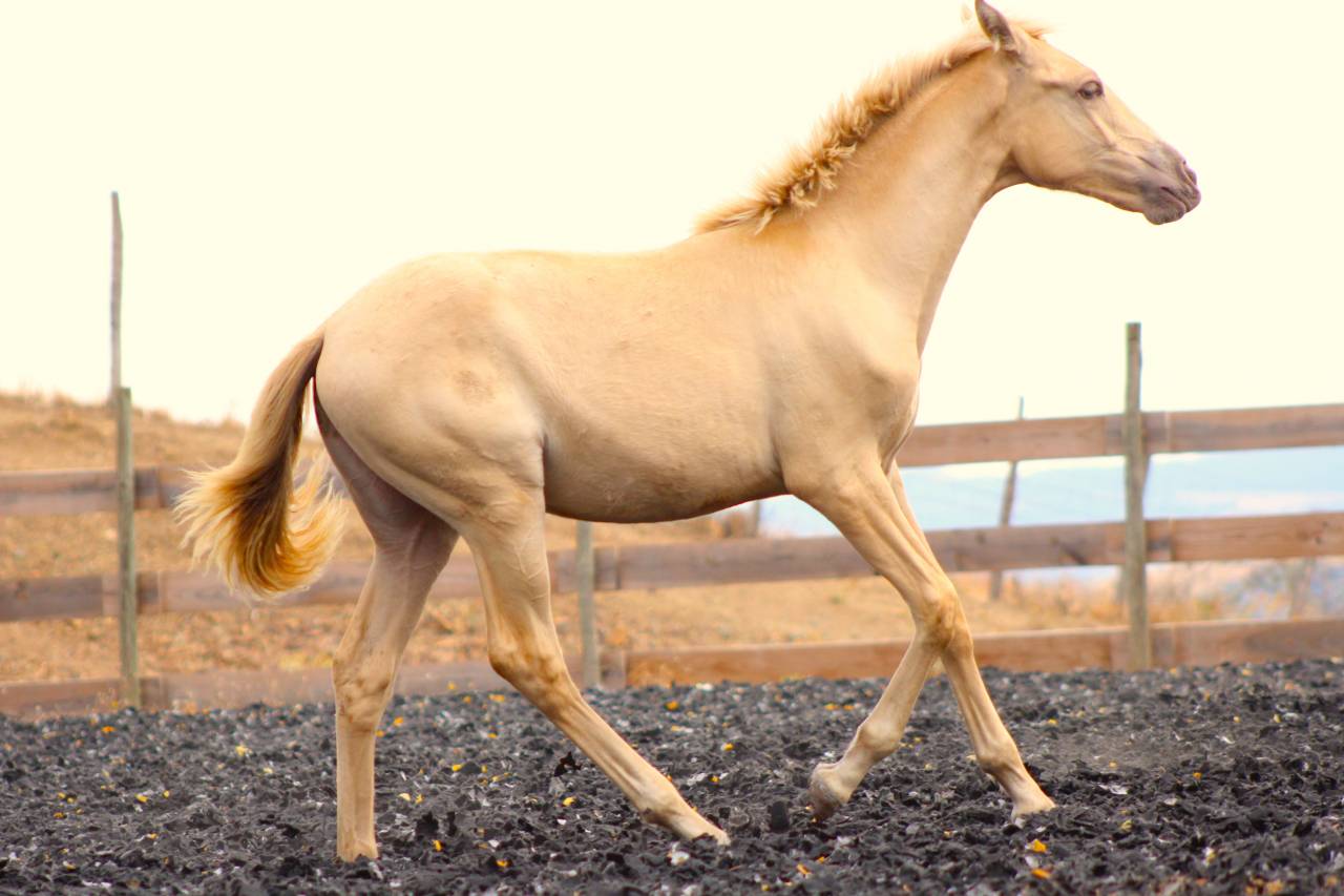Filly PRE Pure Spanish Bred For sale 2026 Pearl