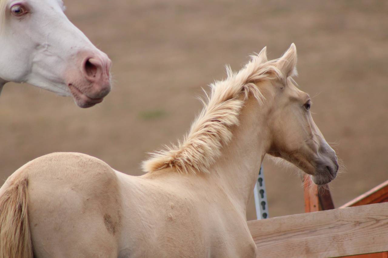 Filly PRE Pure Spanish Bred For sale 2026 Pearl