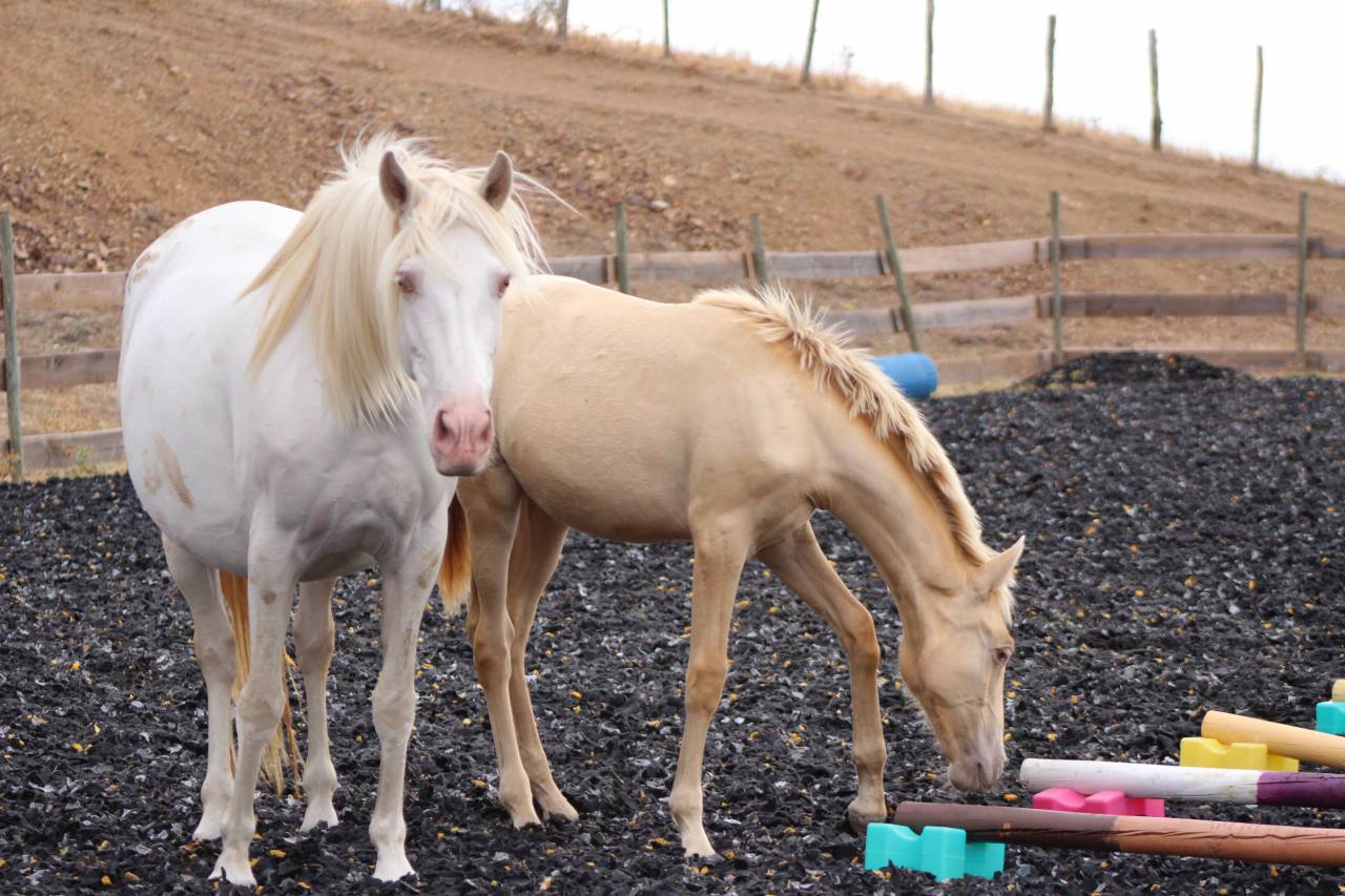 Filly PRE Pure Spanish Bred For sale 2026 Pearl