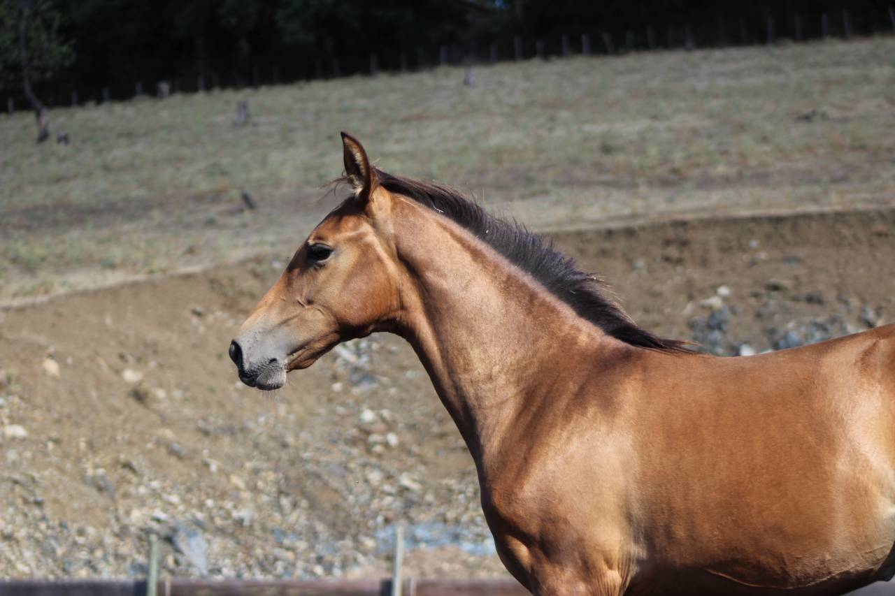 Filly PRE Pure Spanish Bred For sale 2026 Pearl