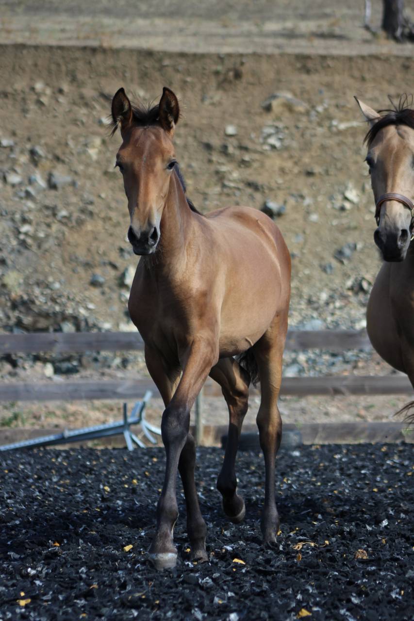 Filly PRE Pure Spanish Bred For sale 2026 Pearl