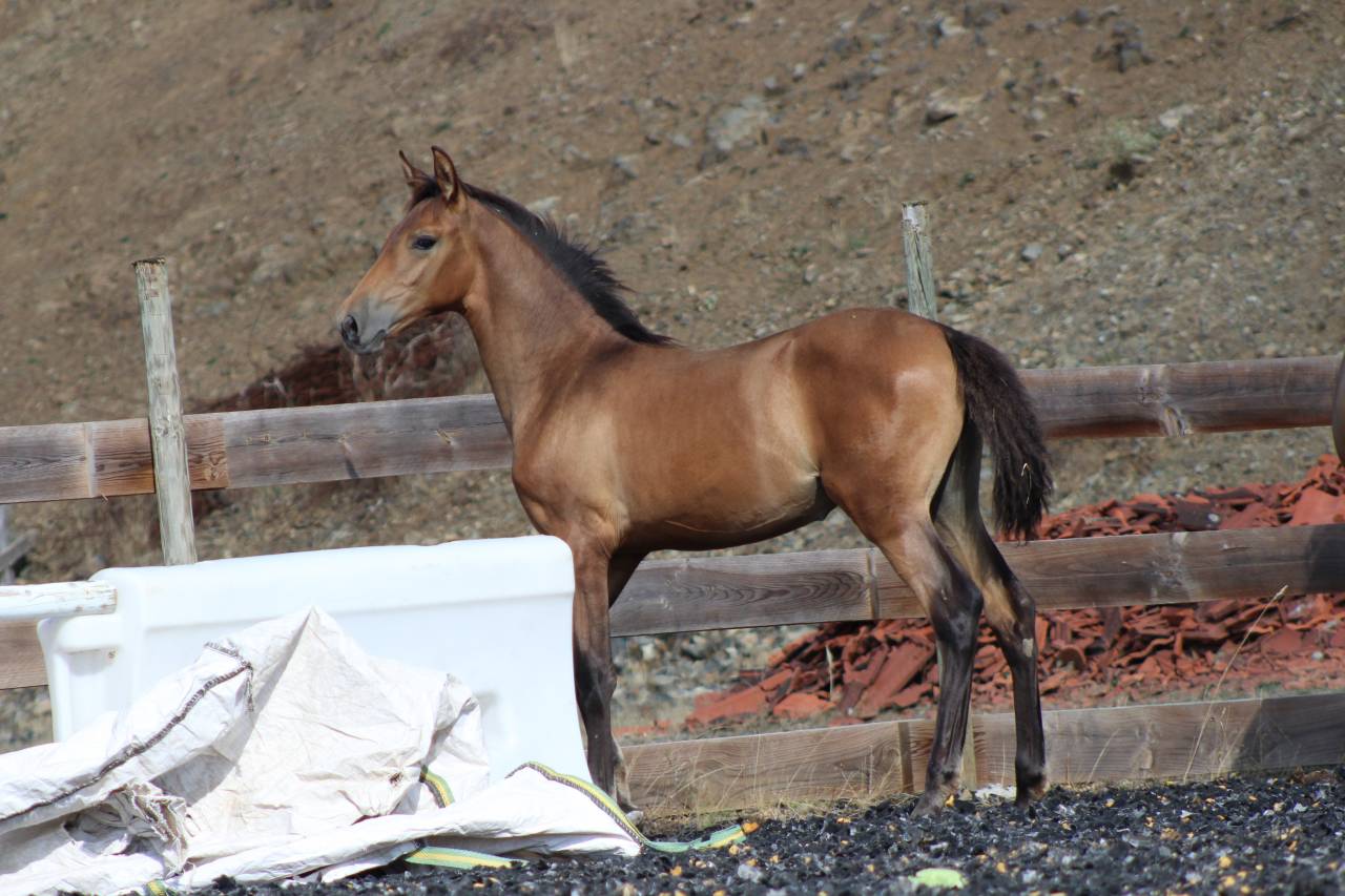 Filly PRE Pure Spanish Bred For sale 2026 Pearl